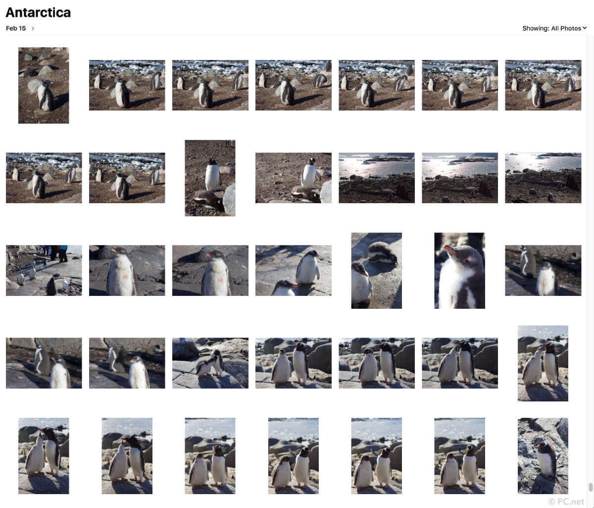 Penguin Photos in iPhoto Library